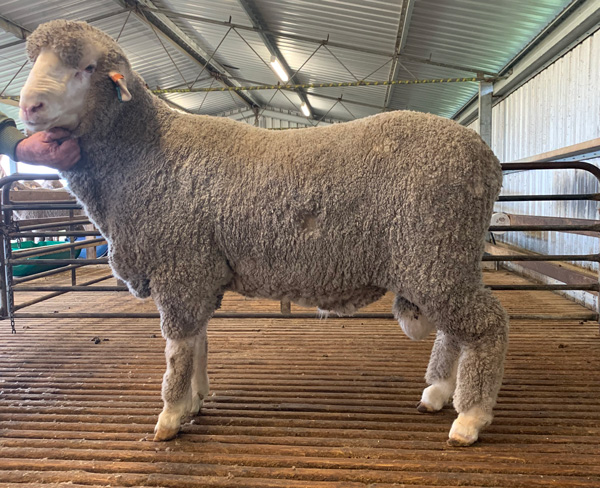 Tag 180111 - 2019 Callowie Retained Ram