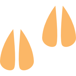 Callowie Poll Merinos - Foot Scoring