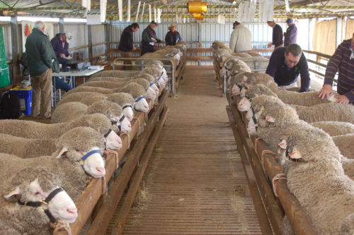 2015 Ram Sale shed Callowie Poll Merinos