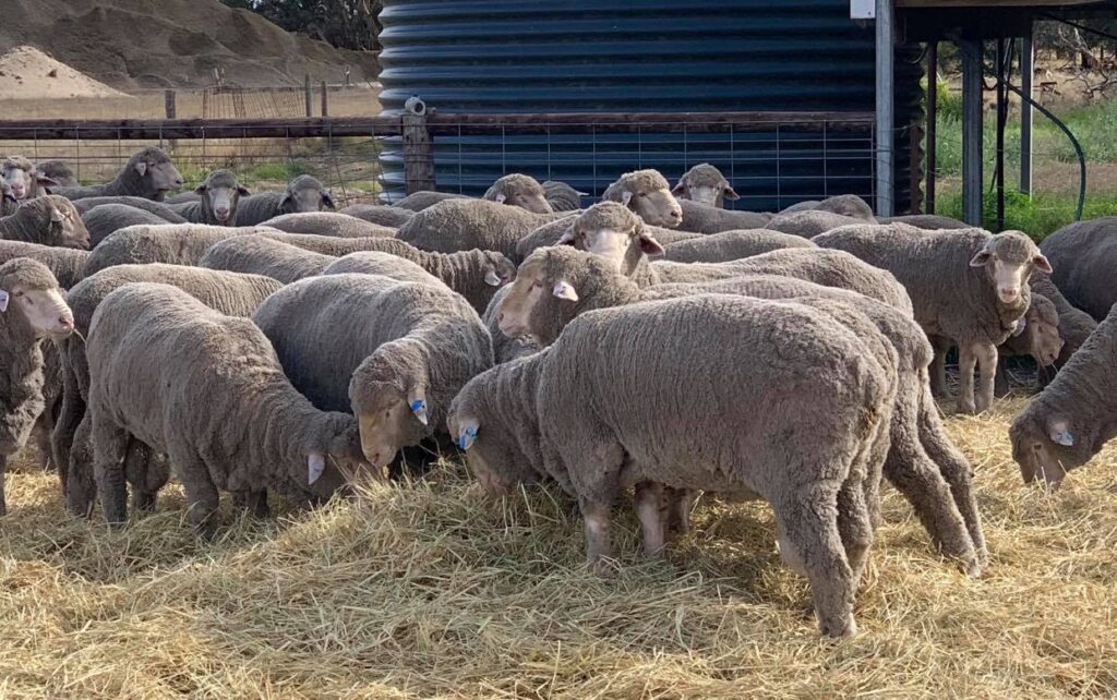 2021 Callowie Sale Rams