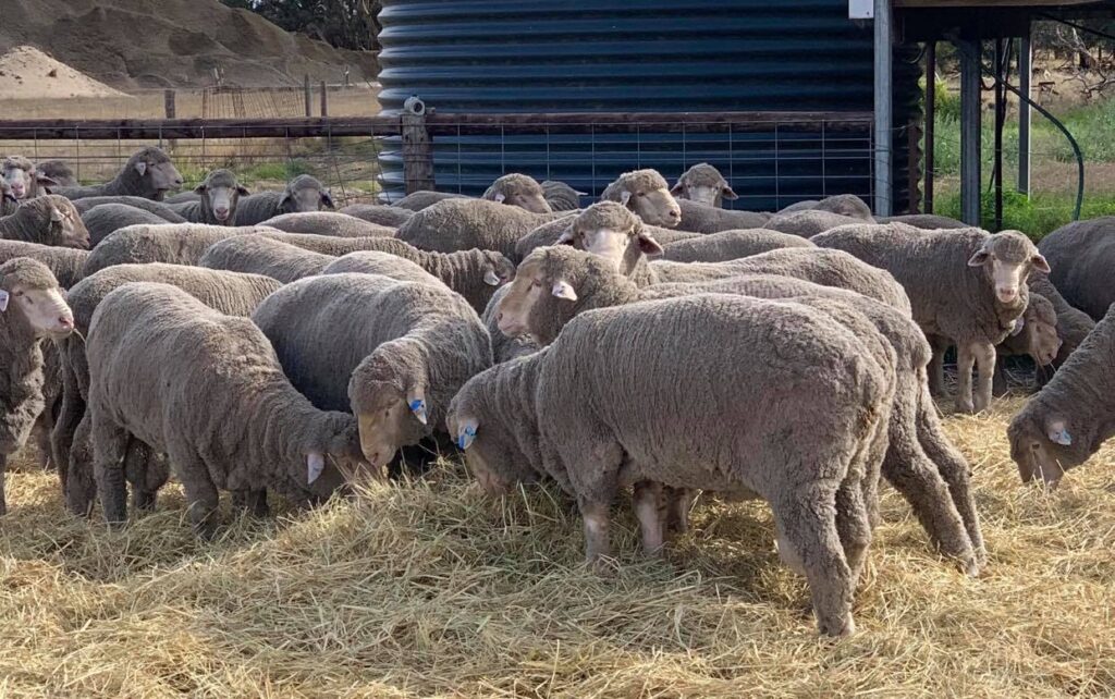 2021 Callowie Sale Rams