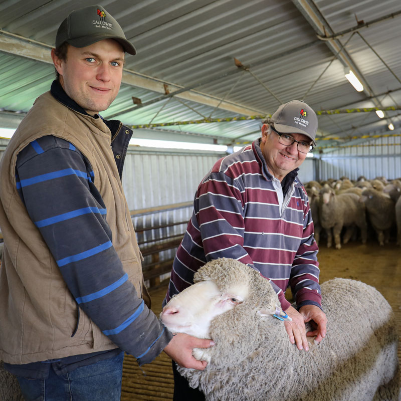 Callowie-General-Photos-34 Callowie Poll Merinos