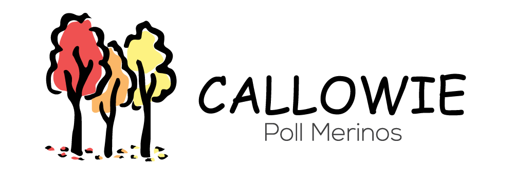 Callowie Poll Merinos