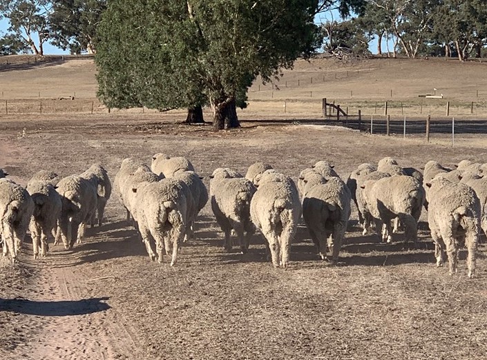 Callowie 2020 Sale Rams