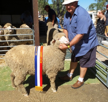 Mundulla Show Medium Wool Ewe Champion Medium Wool Ewe - Mundulla Show 2017