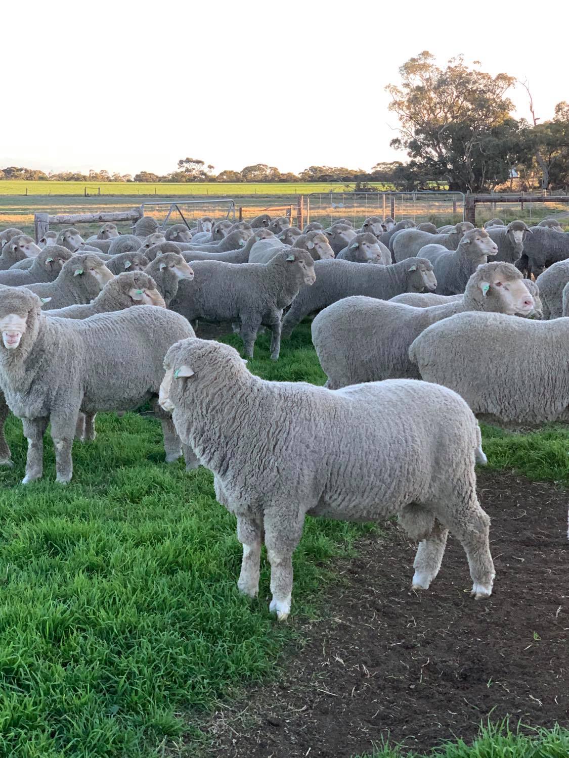 Callowie 2020 Sale Rams