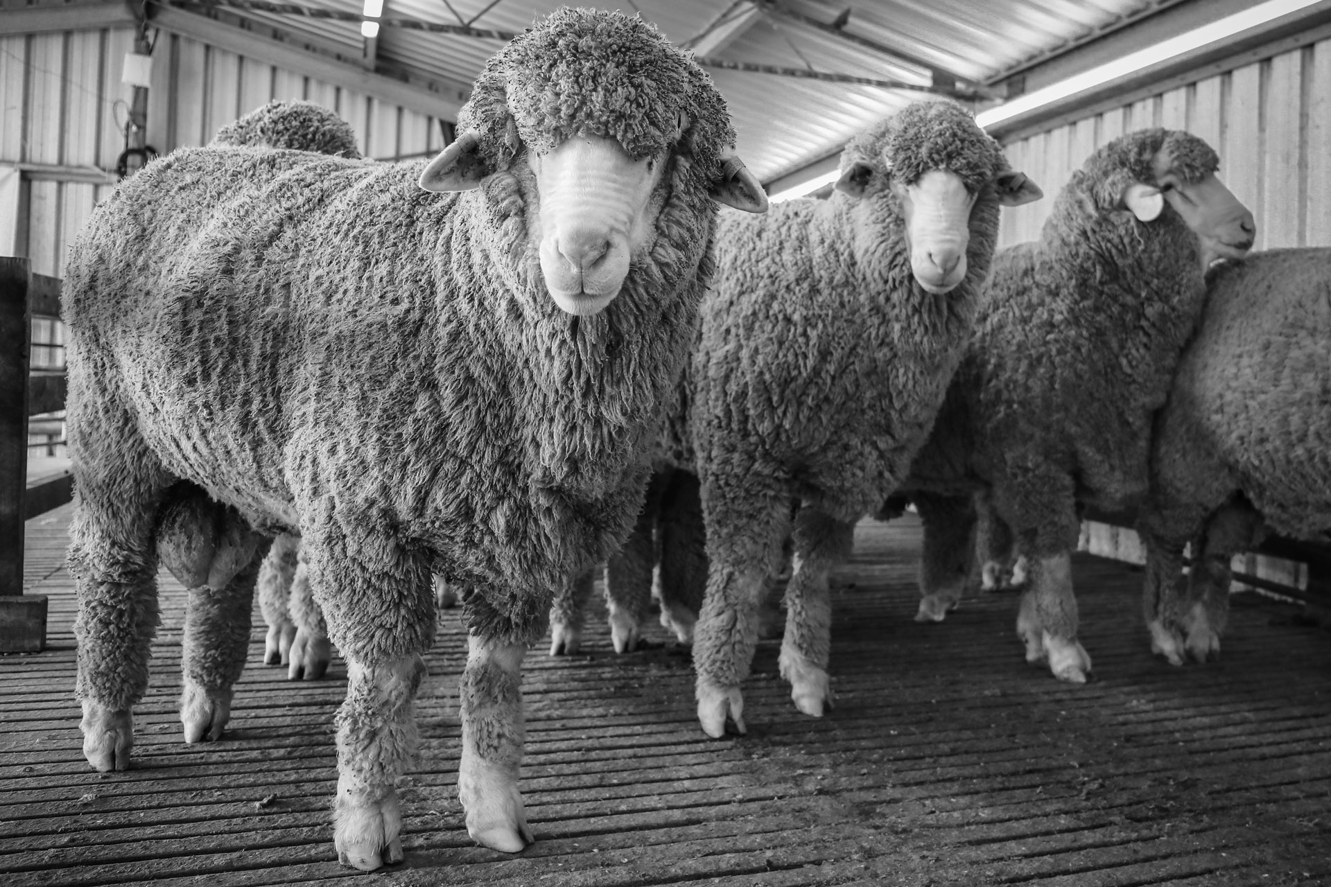 Callowie-General-Photos-44 Callowie Poll Merinos
