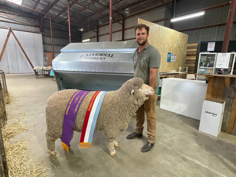 Grand Champion Ram - Callowie 20-0100 - Wimmera Autumn Merino Sheep Show