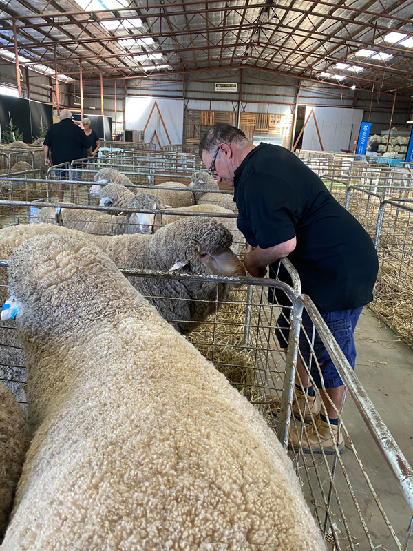 Wimmera Autumn Merino Sheep Show