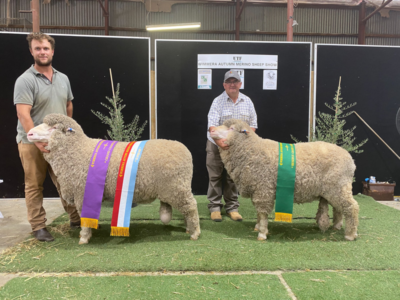 Grand Champion & Reserve Ram - Callowie 20-0100 and 20-0011 - Wimmera Autumn Merino Sheep Show