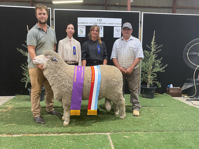 Grand Champion Ram - Callowie 20-0100 - Wimmera Autumn Merino Sheep Show