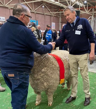 website Reserve Champion August Shorn Medium Poll Merino Ram website Reserve Champion August Shorn Medium Poll Merino Ram