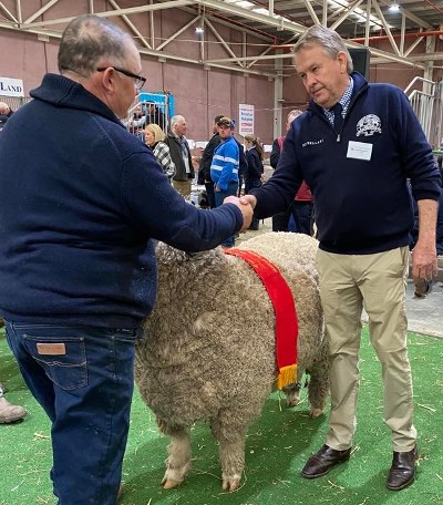 website Reserve Champion August Shorn Medium Poll Merino Ram