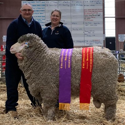 Reserve Champion Medium Wool Poll Ram