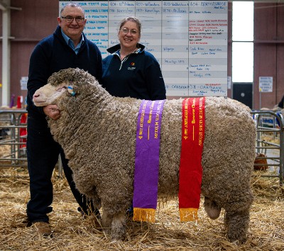 Bendigo sheep and wool show