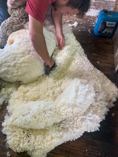 Dudley Shearing