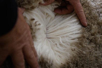 dudley wool