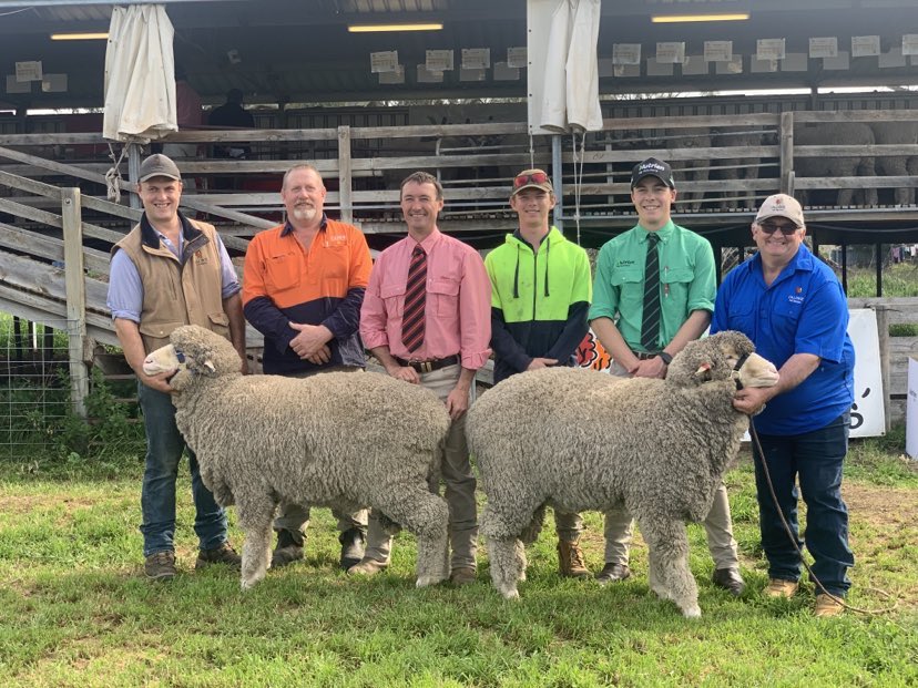 Callowie Poll Merino Ram Sale