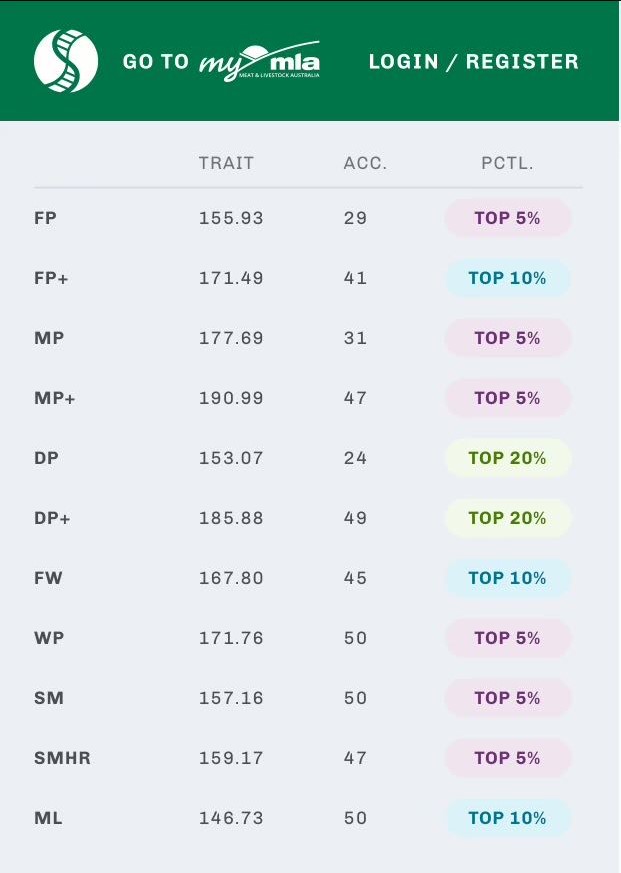 Pyramid Poll Sheep Genetics info Pyramid Poll Sheep Genetics info