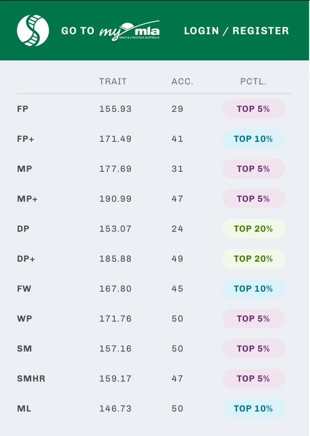 Pyramid Poll Sheep Genetics info