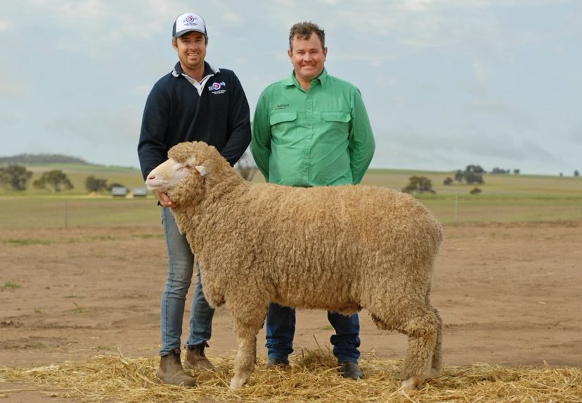 Pyramid Poll sire Pyramid Poll sire