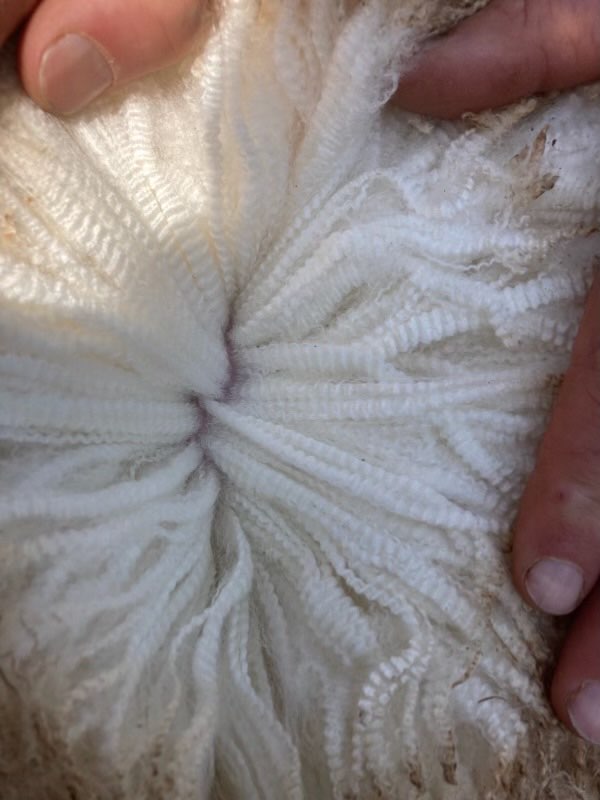 Pyramid Poll wool Pyramid Poll wool