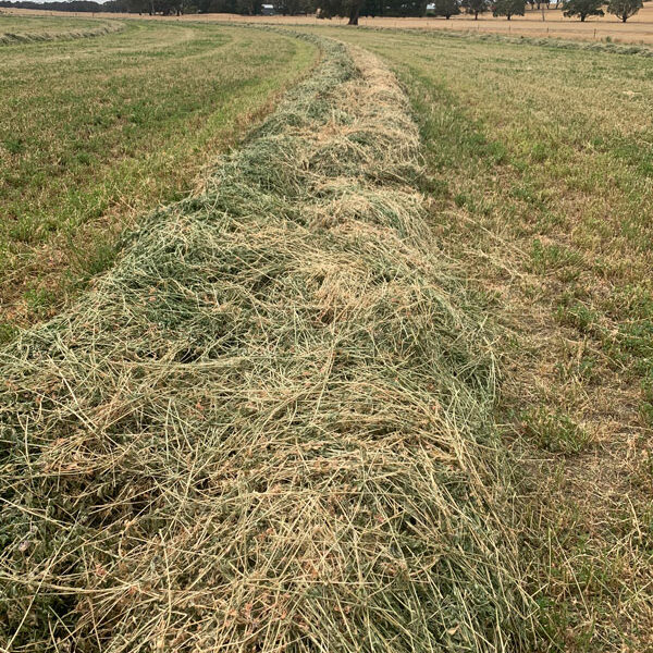 Callowie Poll Merinos - Mixed Farming Enterprise